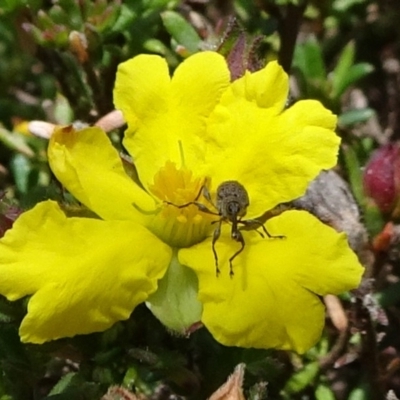 Meriphus fullo (Flower Weevil) at ANBG - 13 Nov 2018 by JanetRussell