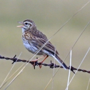 Anthus australis at Tharwa, ACT - 11 Dec 2018