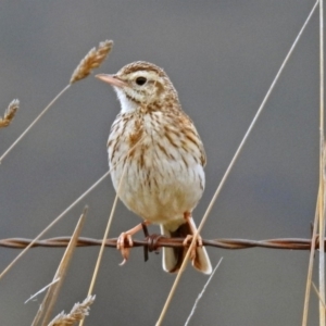 Anthus australis at Tharwa, ACT - 11 Dec 2018