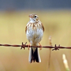 Anthus australis at Tharwa, ACT - 11 Dec 2018