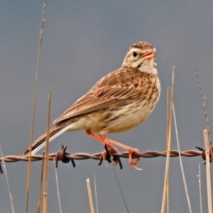 Anthus australis at Tharwa, ACT - 11 Dec 2018