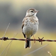 Anthus australis at Tharwa, ACT - 11 Dec 2018