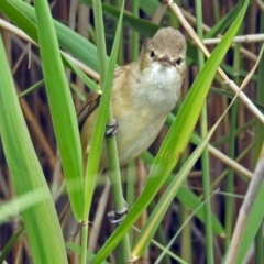 Acrocephalus australis (Australian Reed-Warbler) at Tidbinbilla Nature Reserve - 11 Dec 2018 by RodDeb