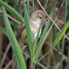 Acrocephalus australis at Paddys River, ACT - 11 Dec 2018