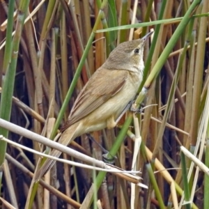 Acrocephalus australis at Paddys River, ACT - 11 Dec 2018