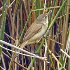 Acrocephalus australis at Paddys River, ACT - 11 Dec 2018