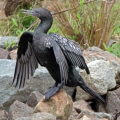 Phalacrocorax sulcirostris (Little Black Cormorant) at Tidbinbilla Nature Reserve - 11 Dec 2018 by RodDeb