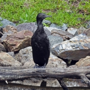 Phalacrocorax sulcirostris at Paddys River, ACT - 11 Dec 2018