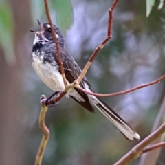 Rhipidura albiscapa (Grey Fantail) at Paddys River, ACT - 11 Dec 2018 by RodDeb