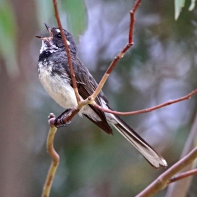 Rhipidura albiscapa (Grey Fantail) at Tidbinbilla Nature Reserve - 11 Dec 2018 by RodDeb