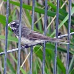 Rhipidura albiscapa at Paddys River, ACT - 11 Dec 2018