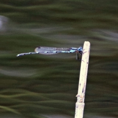 Austrolestes leda (Wandering Ringtail) at Tidbinbilla Nature Reserve - 11 Dec 2018 by RodDeb