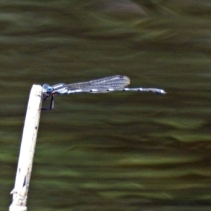 Austrolestes leda at Paddys River, ACT - 11 Dec 2018 02:21 PM