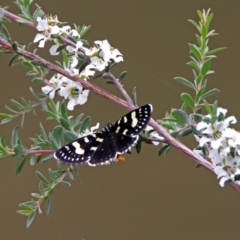 Phalaenoides tristifica (Willow-herb Day-moth) at Paddys River, ACT - 11 Dec 2018 by RodDeb