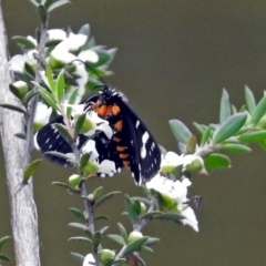 Phalaenoides tristifica at Paddys River, ACT - 11 Dec 2018