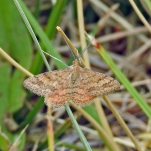 Scopula rubraria at Tharwa, ACT - 11 Dec 2018 11:13 AM