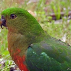 Alisterus scapularis (Australian King-Parrot) at Paddys River, ACT - 11 Dec 2018 by RodDeb