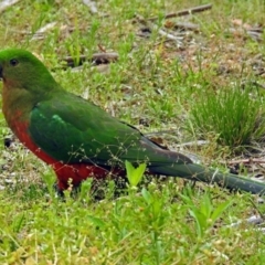 Alisterus scapularis at Paddys River, ACT - 11 Dec 2018