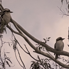 Dacelo novaeguineae (Laughing Kookaburra) at Paddys River, ACT - 11 Dec 2018 by RodDeb