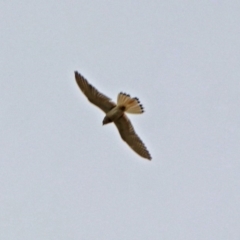 Falco cenchroides (Nankeen Kestrel) at Paddys River, ACT - 11 Dec 2018 by RodDeb