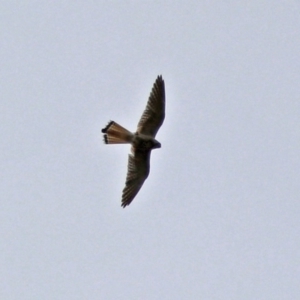 Falco cenchroides at Paddys River, ACT - 11 Dec 2018