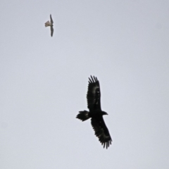 Falco cenchroides at Paddys River, ACT - 11 Dec 2018