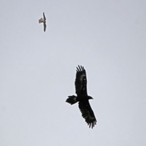 Falco cenchroides at Paddys River, ACT - 11 Dec 2018