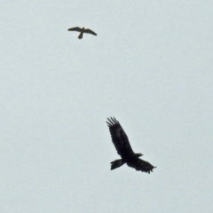 Falco cenchroides at Paddys River, ACT - 11 Dec 2018