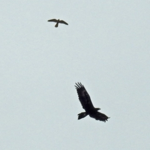 Falco cenchroides at Paddys River, ACT - 11 Dec 2018