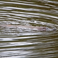 Ornithorhynchus anatinus (Platypus) at Paddys River, ACT - 11 Dec 2018 by RodDeb