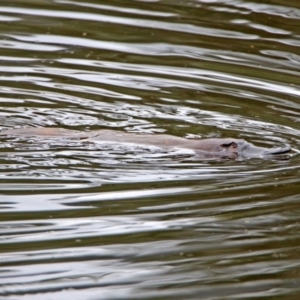 Ornithorhynchus anatinus at Paddys River, ACT - 11 Dec 2018 02:32 PM