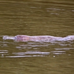 Ornithorhynchus anatinus at Paddys River, ACT - 11 Dec 2018