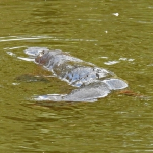 Ornithorhynchus anatinus at Paddys River, ACT - 11 Dec 2018 02:32 PM