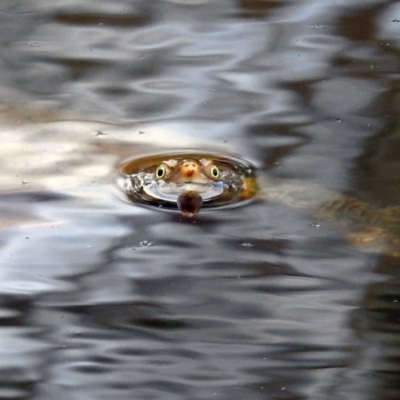 Chelodina longicollis (Eastern Long-necked Turtle) at Paddys River, ACT - 11 Dec 2018 by RodDeb