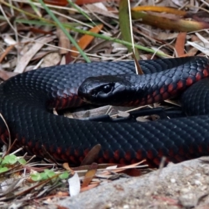 Pseudechis porphyriacus at Paddys River, ACT - 11 Dec 2018