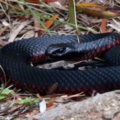 Pseudechis porphyriacus (Red-bellied Black Snake) at Paddys River, ACT - 11 Dec 2018 by RodDeb
