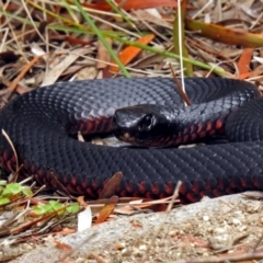 Pseudechis porphyriacus at Paddys River, ACT - 11 Dec 2018 03:00 PM