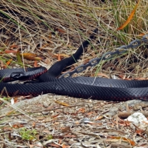 Pseudechis porphyriacus at Paddys River, ACT - 11 Dec 2018