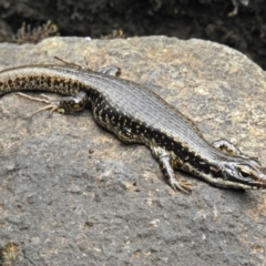 Eulamprus heatwolei (Yellow-bellied Water Skink) at Tidbinbilla Nature Reserve - 11 Dec 2018 by RodDeb