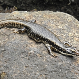 Eulamprus heatwolei at Paddys River, ACT - 11 Dec 2018