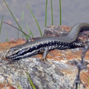 Eulamprus heatwolei at Paddys River, ACT - 11 Dec 2018