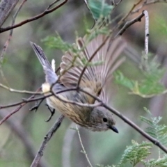 Pachycephala rufiventris (Rufous Whistler) at Tidbinbilla Nature Reserve - 11 Dec 2018 by RodDeb