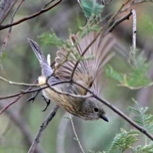 Pachycephala rufiventris at Paddys River, ACT - 11 Dec 2018 03:45 PM