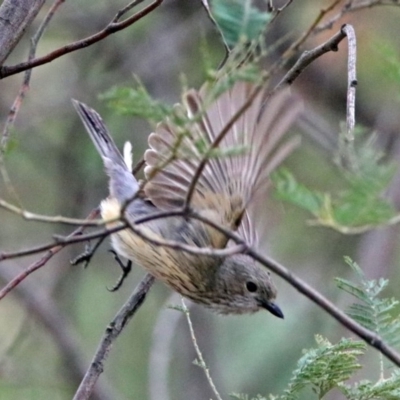 Pachycephala rufiventris (Rufous Whistler) at Tidbinbilla Nature Reserve - 11 Dec 2018 by RodDeb