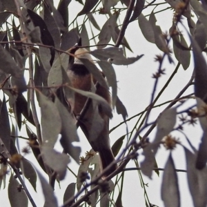 Pachycephala rufiventris at Paddys River, ACT - 11 Dec 2018