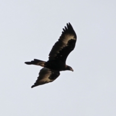 Aquila audax (Wedge-tailed Eagle) at Paddys River, ACT - 11 Dec 2018 by RodDeb