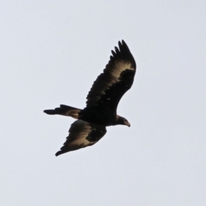 Aquila audax at Paddys River, ACT - 11 Dec 2018 10:42 AM