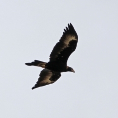 Aquila audax (Wedge-tailed Eagle) at Paddys River, ACT - 10 Dec 2018 by RodDeb