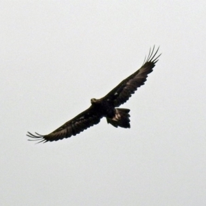 Aquila audax at Paddys River, ACT - 11 Dec 2018 10:42 AM