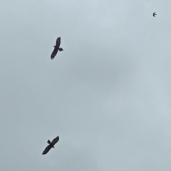 Aquila audax at Paddys River, ACT - 11 Dec 2018 10:42 AM